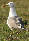 adult graellsii in May, ringed in the Netherlands. (74841 bytes)